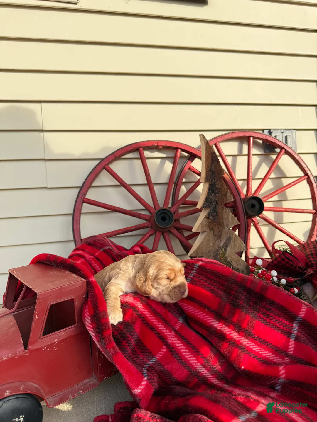 Cocker Spaniel dogs for sale: Arthur - Ad 1