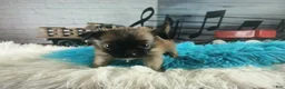 Chihuahua dogs for sale: Micro teacup long hair chihuahua.  Hand Delivery  - Ad 5