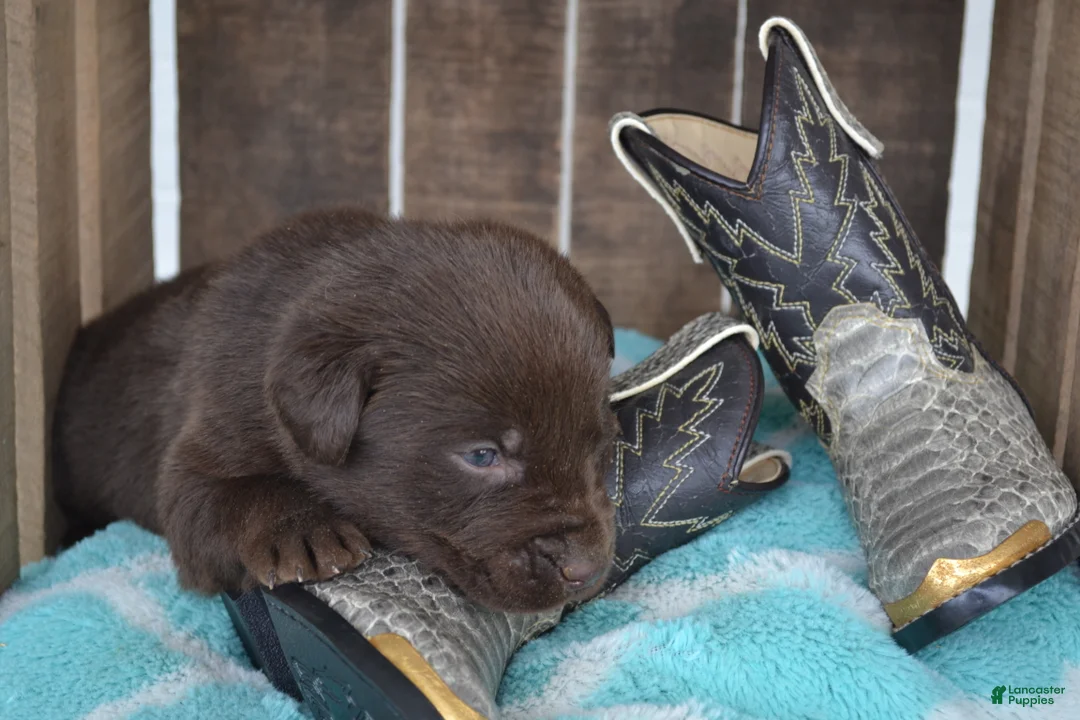 Labrador Retriever dogs for sale: Lincoln - Ad 1