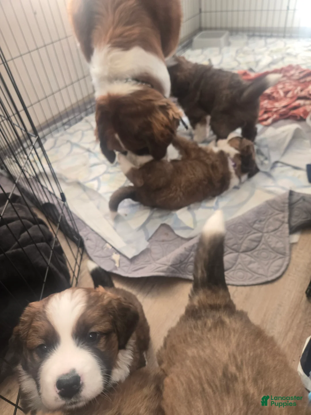 Mixed Breed dogs for sale: Zues - Ad 58