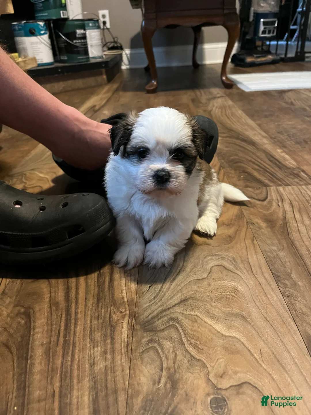 Shih Tzu dogs for sale: Bella - Ad 2
