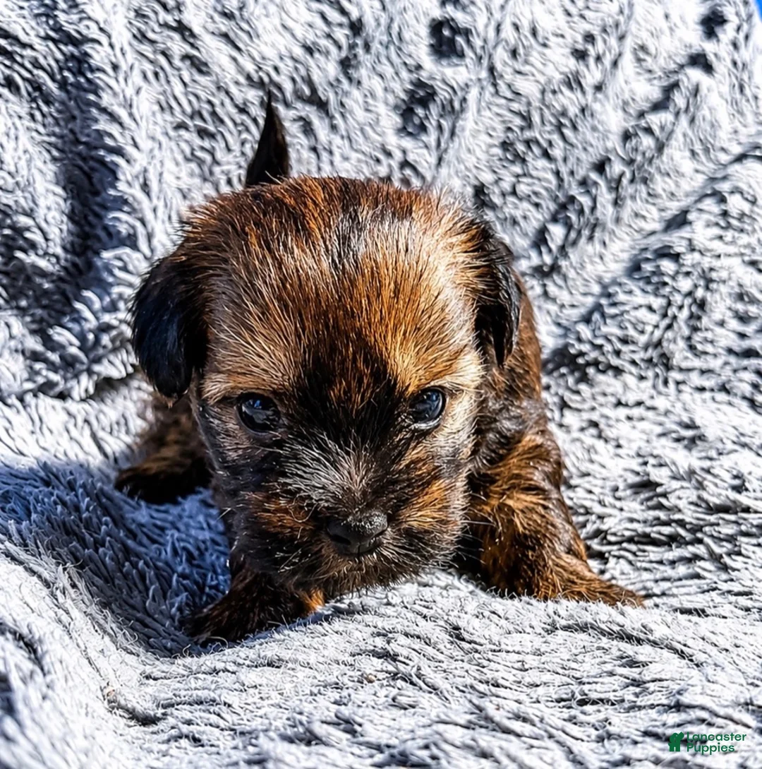 Shorkie dogs for sale: Tommy - Ad 2