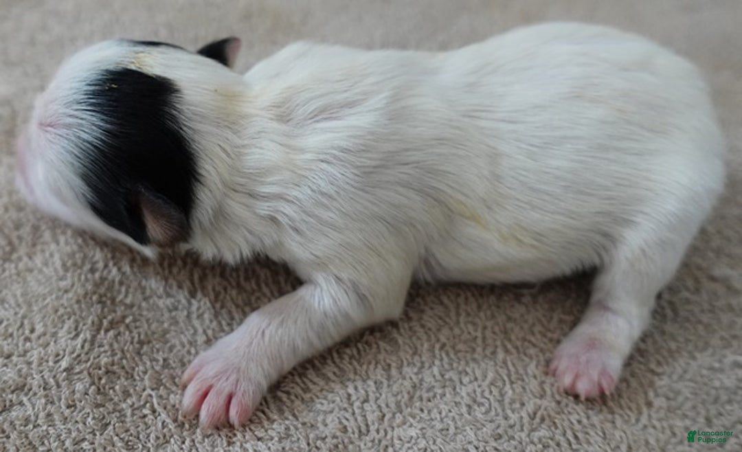 Yorkshire Terrier dogs for sale: Zuri exotic parti - Ad 2