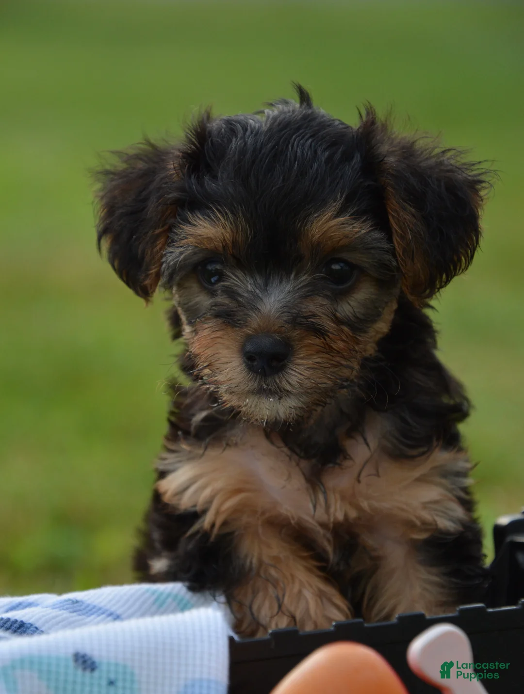 Yorkiepoo dogs for sale: Yorkiepoo 2 - Ad 2