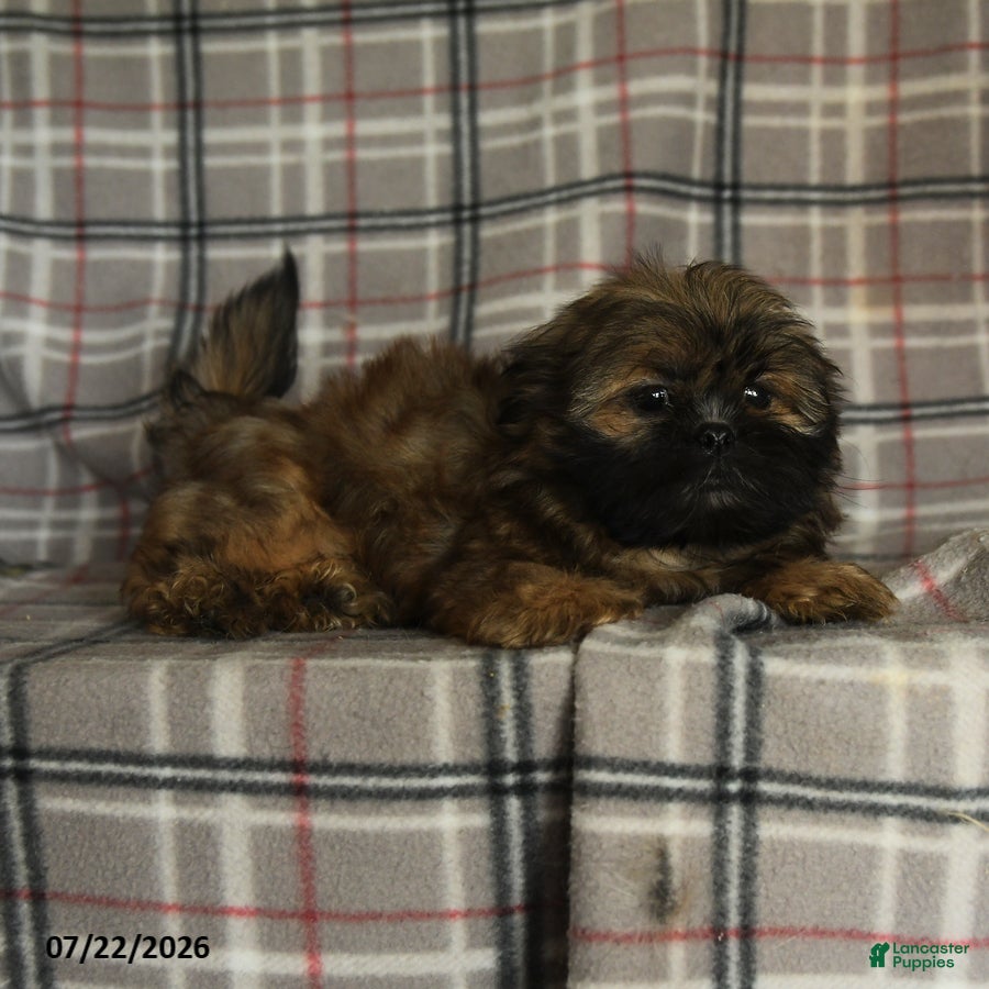 Shih Tzu dogs Ken  - Ad 2
