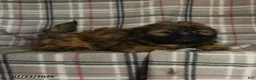 Shih Tzu dogs for sale: Ken  - Ad 7