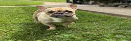 French Bulldog dogs for sale: Snoopy  - Ad 9