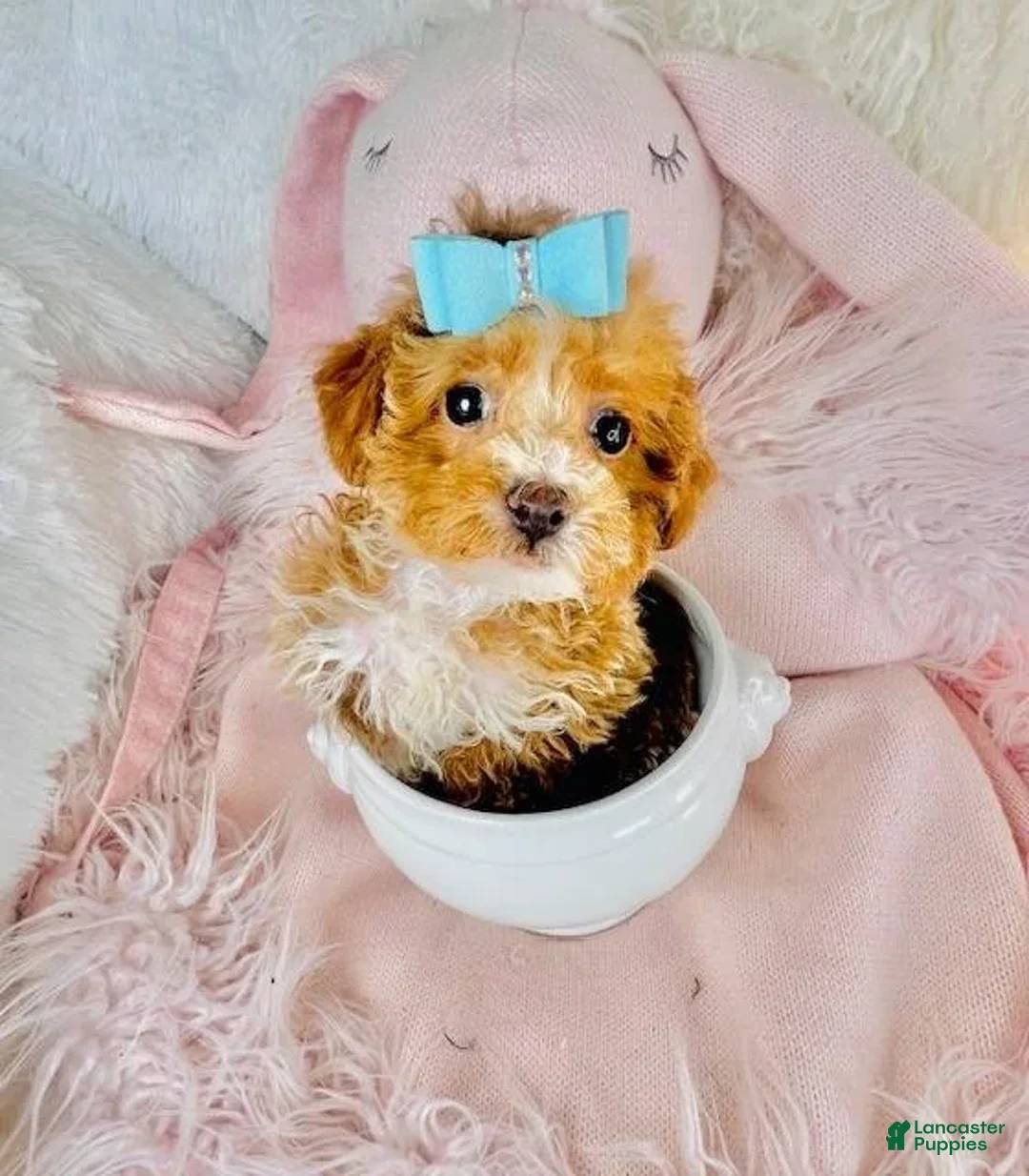 Toy Poodle dogs for sale: Pin - Ad 3