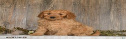 Goldendoodle dogs for sale: Ember - Ad 4