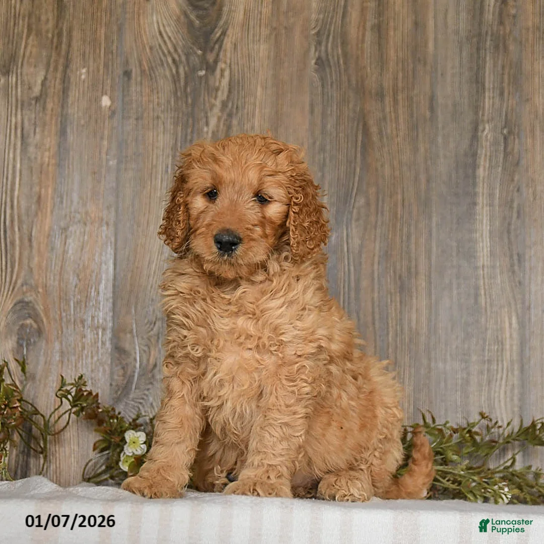 Goldendoodle dogs for sale: Ember - Ad 4