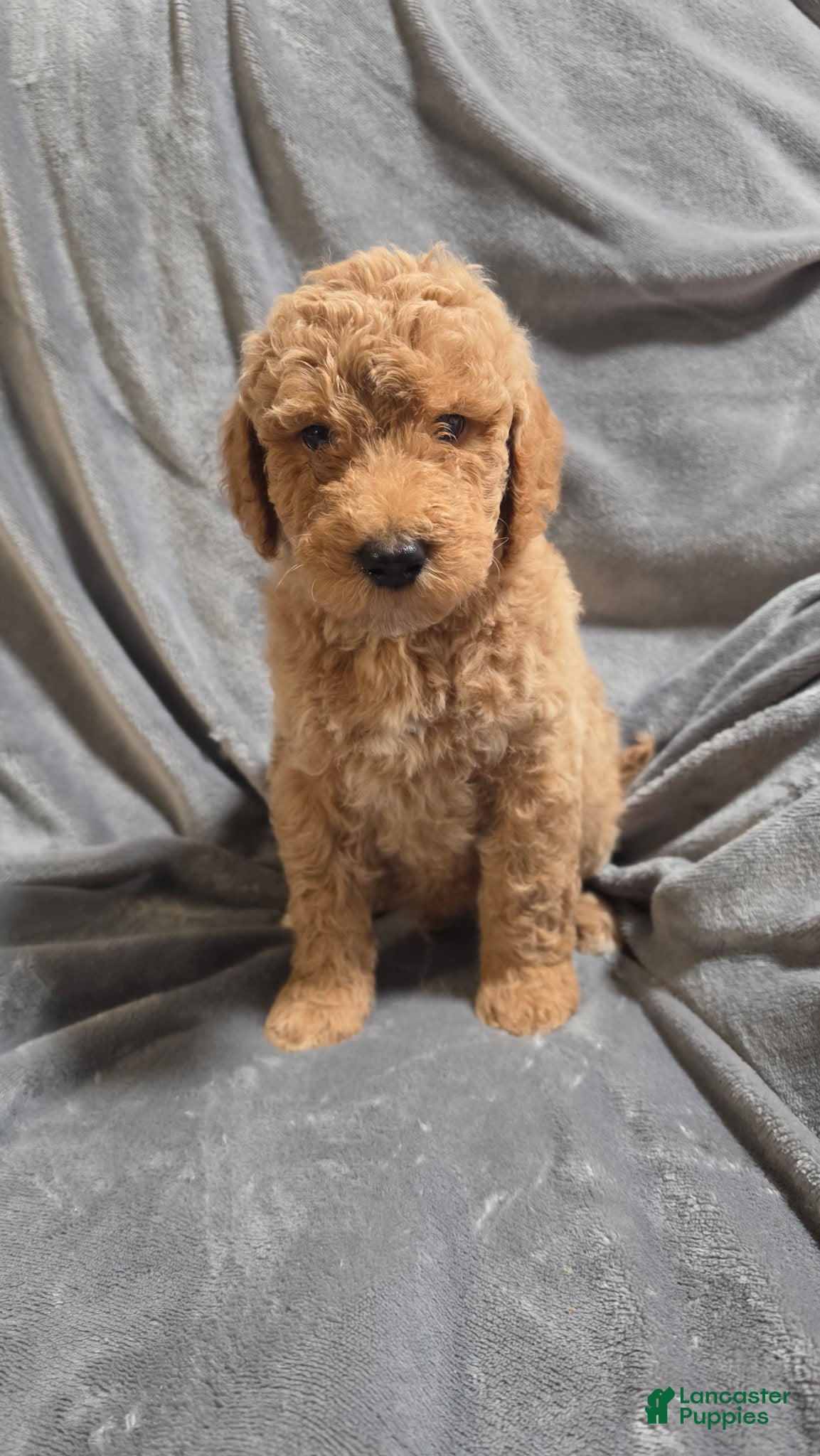 Goldendoodle dogs Nash - Ad 20