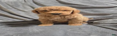 Nash