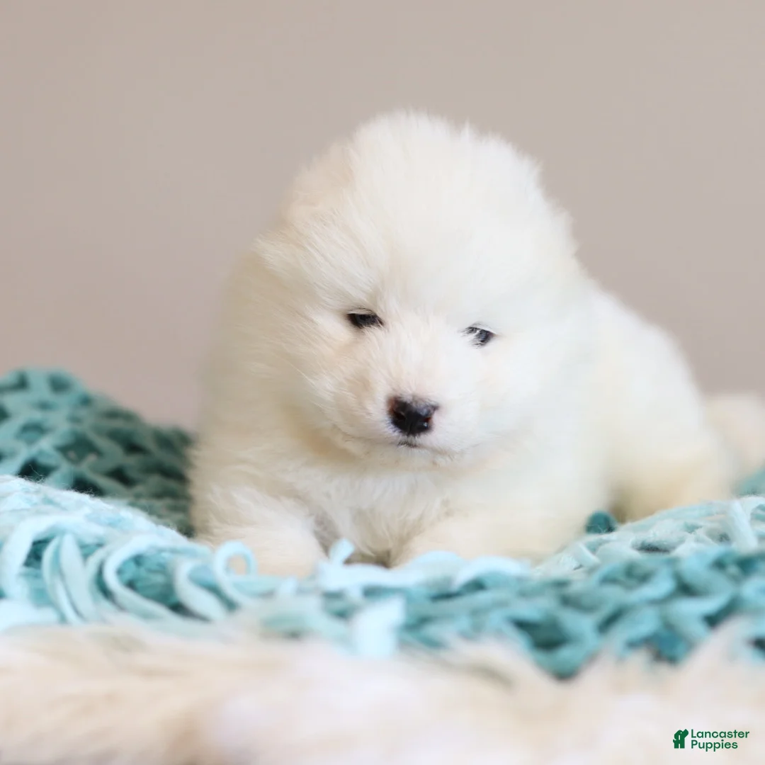 Samoyed dogs for sale: Sprout  - Ad 8