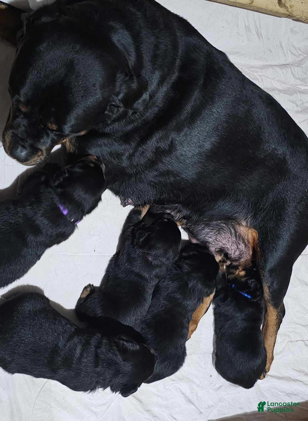 Rottweiler dogs for sale: Rottweiler Puppy 4 Purple Girl  - Ad 17