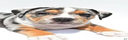 Beabull dogs for sale: Carson - Ad 4