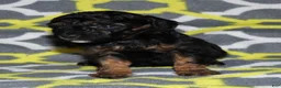 Miniature Poodle dogs for sale: Harlee’s phantom male - Ad 22