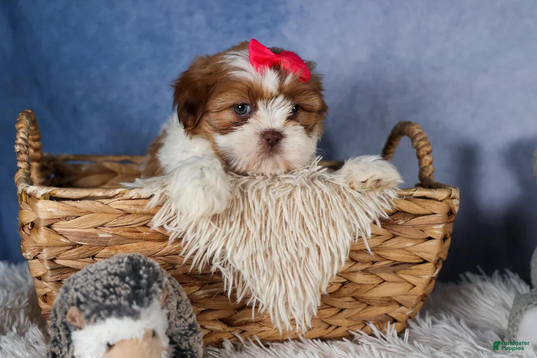 Shih Tzu dogs for sale: GRACIE - Ad 2