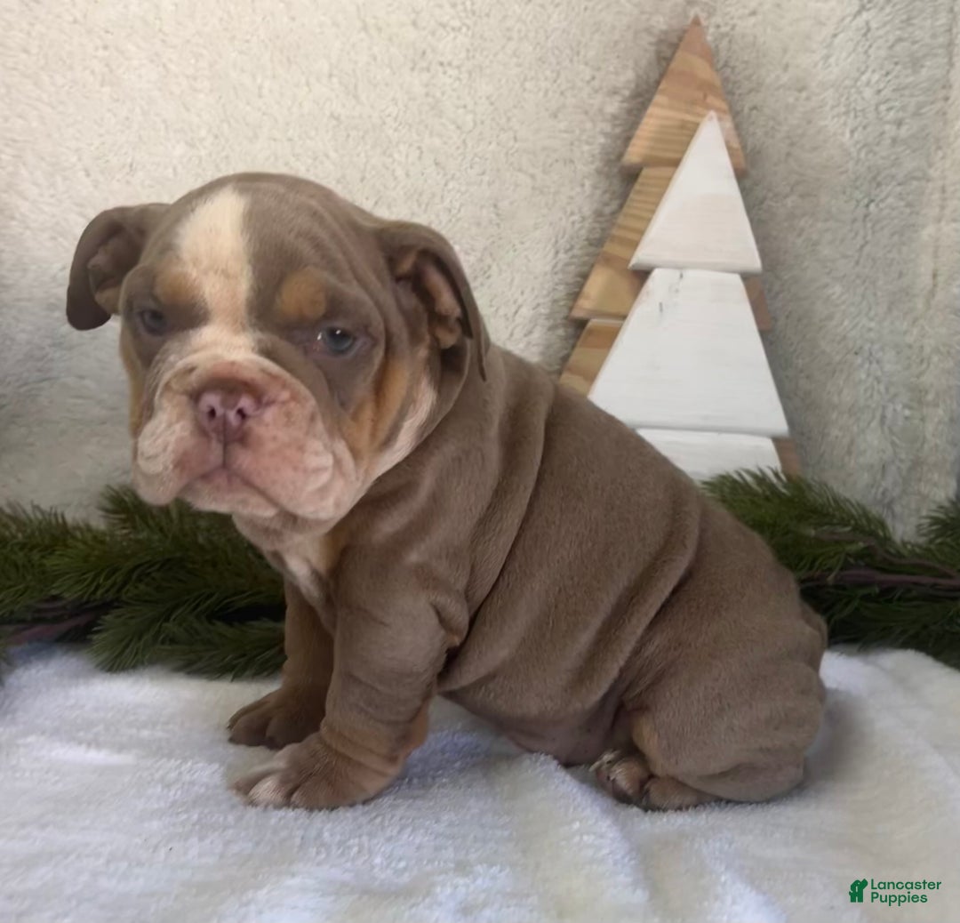 English Bulldog dogs for sale: Grace - Ad 3