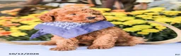 Miniature Poodle dogs for sale: Timmy - Ad 16