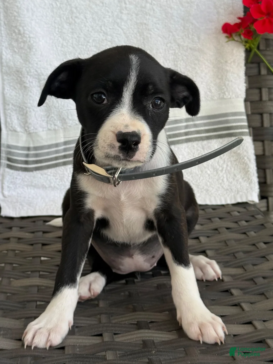 Mixed Breed dogs for sale: Gretchen - Ad 3