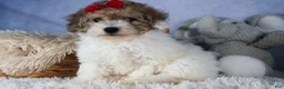 Bichpoo dogs for sale: Snickerdoodle - Ad 10