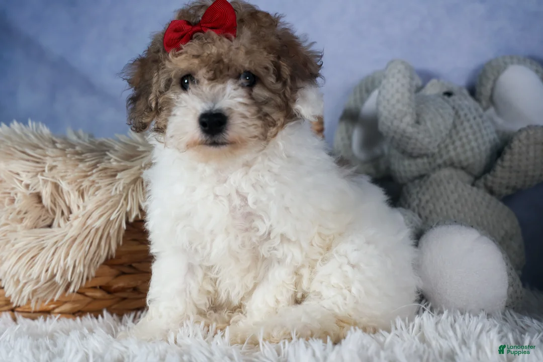 Bichpoo dogs for sale: Snickerdoodle - Ad 10