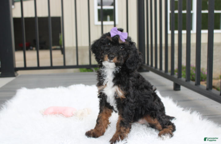 Miniature Poodle dogs Amber  - Ad 2