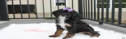 Miniature Poodle dogs for sale: Amber  - Ad 7