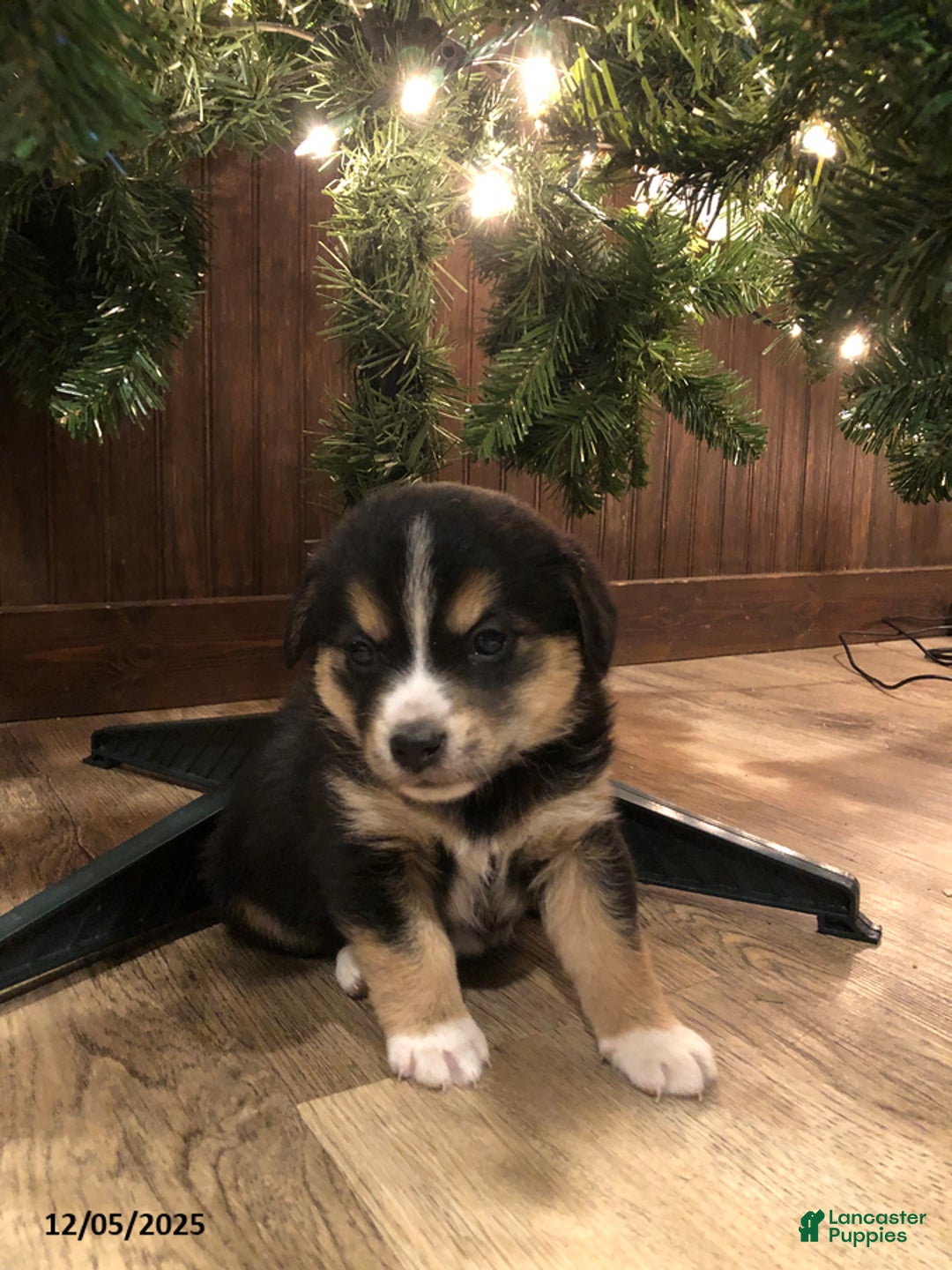 Mixed Breed dogs for sale: Saquon Barkley - Ad 1