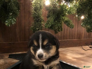 Mixed Breed dogs Saquon Barkley - Ad 2