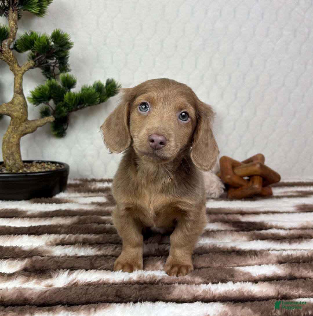 Miniature Dachshund dogs for sale: Dakota  - Ad 2