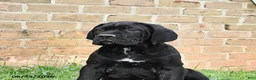 Cane Corso dogs for sale: Dallas - Ad 10