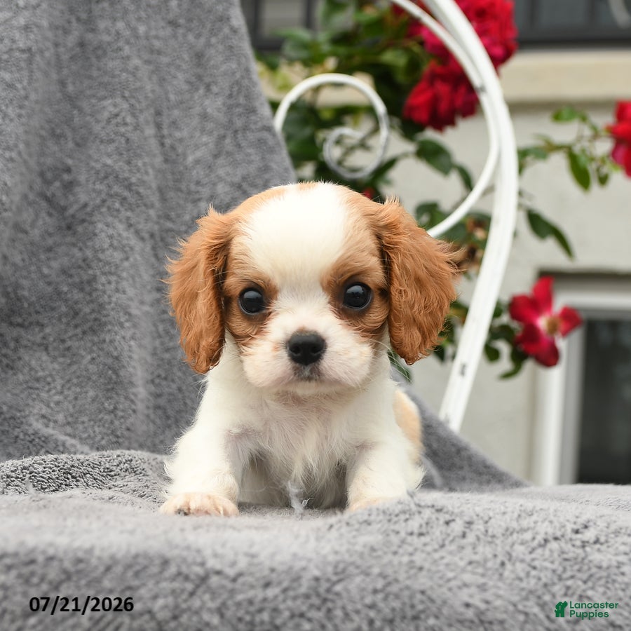 Cavalier King Charles Spaniel dogs Summer - Ad 2