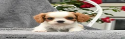 Cavalier King Charles Spaniel dogs for sale: Summer - Ad 2
