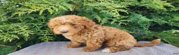 Mini Bernedoodle dogs for sale: Dallas - Ad 13