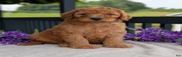 Goldendoodle dogs for sale: Archie  - Ad 11