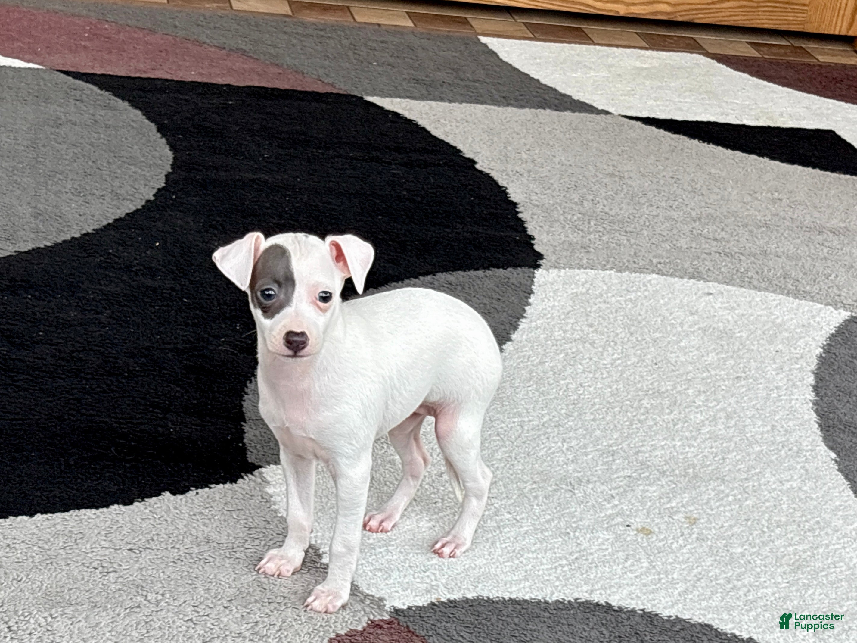 Italian Greyhound dogs Sharon - Ad 1