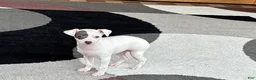 Italian Greyhound dogs for sale: Sharon - Ad 1