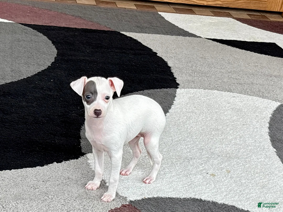 Italian Greyhound dogs for sale: Sharon - Ad 1