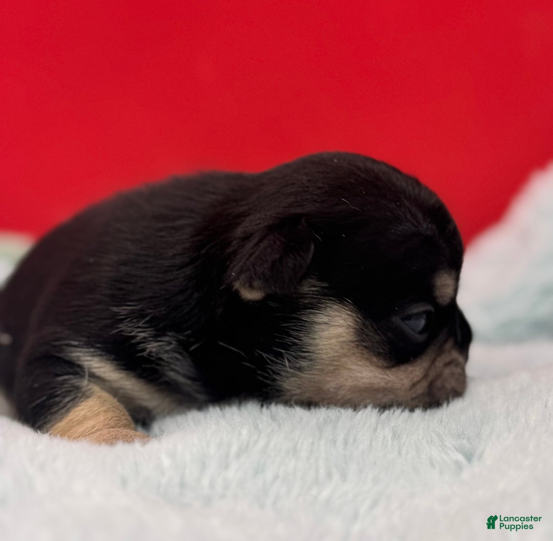 French Bulldog dogs for sale: French Bulldog Puppy 1 - Ad 3