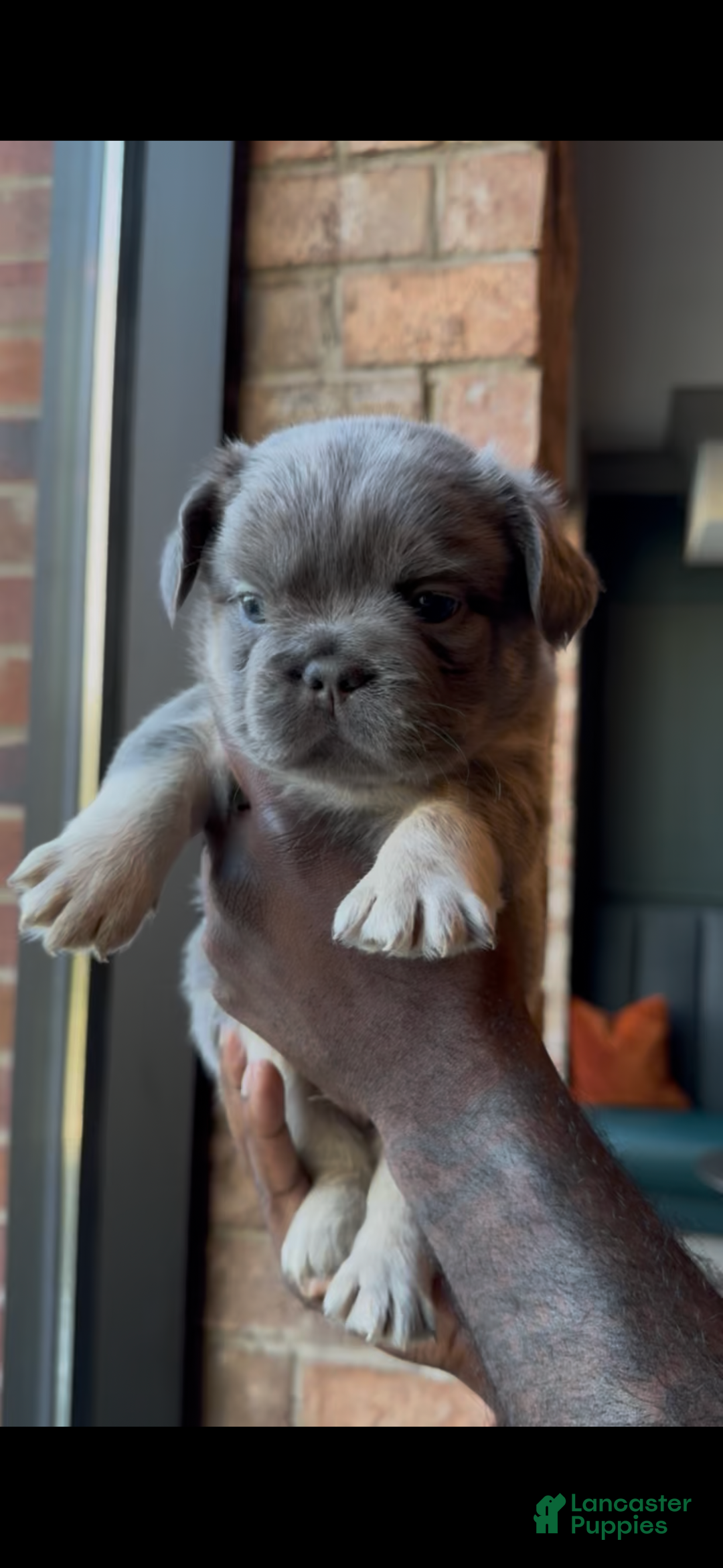 French Bulldog dogs for sale: Axel - Ad 1