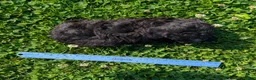 Toy Poodle dogs for sale: Black Tea - Ad 9