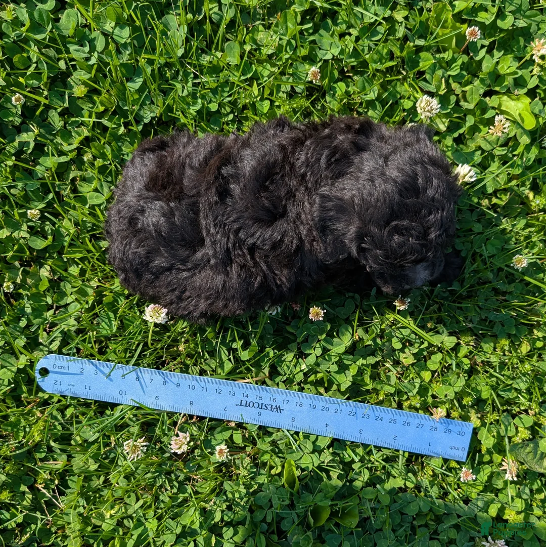 Toy Poodle dogs for sale: Black Tea - Ad 9