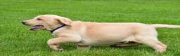 Labrador Retriever dogs for sale: Waldo - Ad 10
