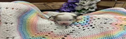 Pomsky dogs for sale: Will - Ad 4