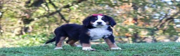 Bernese Mountain Dog dogs for sale: Sarah - Ad 5