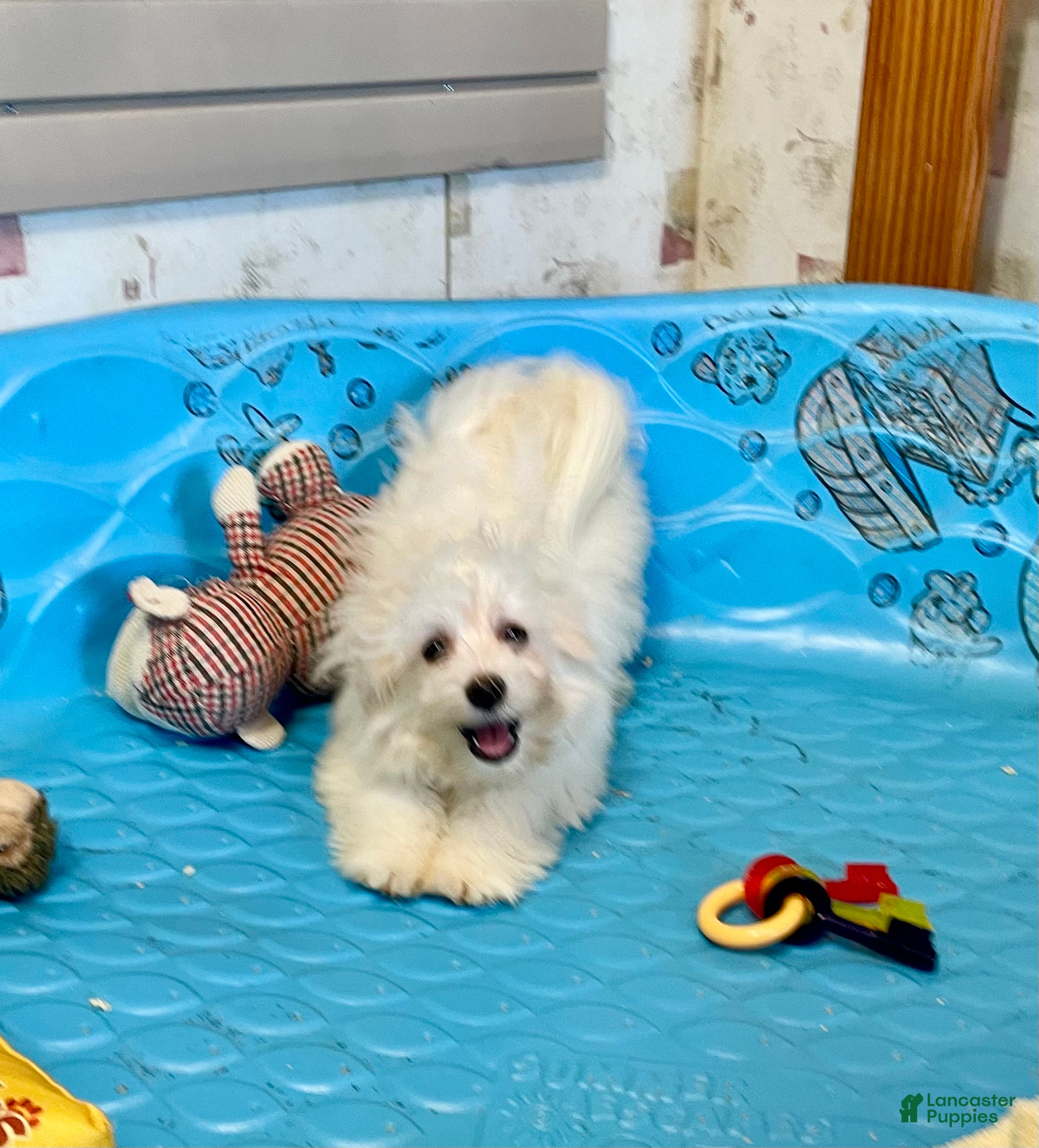 Mixed Breed dogs Sissy - Ad 36