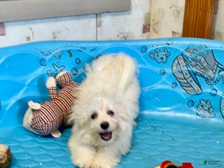 Mixed Breed dogs Sissy - Ad 31