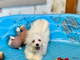 Mixed Breed dogs Sissy - Ad 27