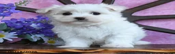 Maltese dogs for sale: Odette - Ad 2
